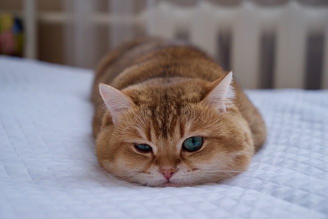 【Hosico Cat】（俄罗斯）