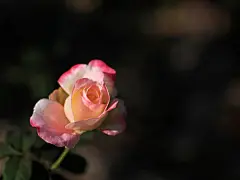 璀璨的鲜花图片