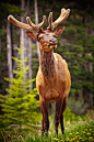 drxgonfly:

Elk in Banff National Park (by Roberto Adrian)
