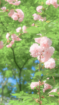 祭大人采集到花卉