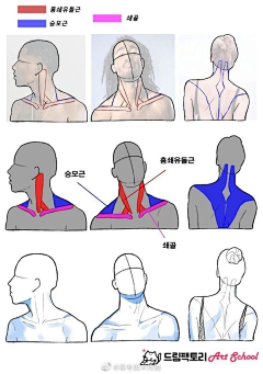 绘月初采集到人体-头部