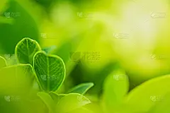 近景的自然绿叶在模糊的绿色树木背景与阳光在公共花园公园。是景观生态，壁纸和背景的复制空间。