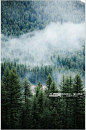 云雾绿树林薄雾森林图片素材
