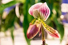 Monkey cups plant