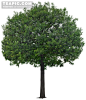 一棵青翠的树木 – 青翠树 – 素材元素