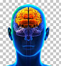 Prefrontal Cortex Frontal Lobe Cerebral Cortex Lobes Of The Brain PNG
