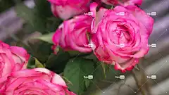 玫瑰 全高清壁纸 酷背景 花壁纸 高清壁纸 自然 桌面背景