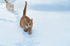 点击来源直接获取大图文件 |两只猫在雪地里的动物在冬天