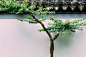 A tree by 韩 晨旭 on 500px
