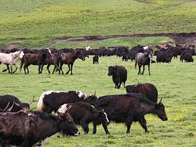 耗牛群的搜索结果_360图片