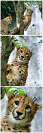 日本多摩动物园有一只豹子被树卡住了，比起某些人的奇怪想法，我更想知道它是怎么把自己卡住的......【家有大猫吧】_百度贴吧