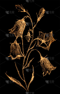 黑色花朵素描