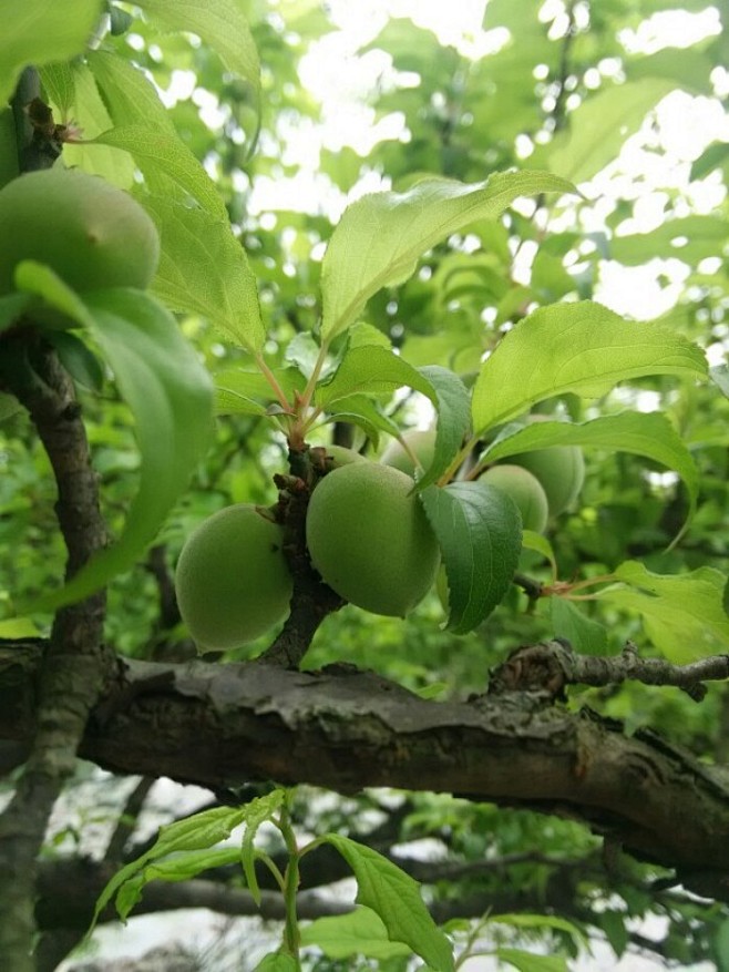 青梅时节