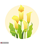 黄色马蹄莲手绘鲜花绿叶片花卉插画 植物花卉 其他植物