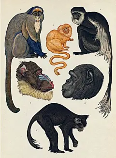 【创意猴子绘画绘画图集下载】猴子手绘油画海报广告设计