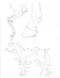 horse_from_animal_anatomy6_by_wolfwaters