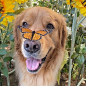 Butterfly boop.

Bear (@thatgoldendog) may naturally be a busy bee, but when it comes to monarch butterflies, this golden retriever is something else.

“Bear saw butterflies in the yard for the first time when he was only 3 months old,” says his human Can