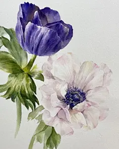 水彩--银莲花 - 高清图片，堆糖，美图壁纸兴趣社区