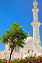 hueandeyephotography:  Garden tree, Sheikh Zayed Grand Mosque, Abu Dhabi, UAE  (via t-a-h-i-t-i)