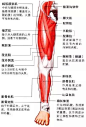 下肢的解剖学知识 : 1、下肢的骨骼与肌肉（正面） 下肢的大腿前面有以股四头肌为主体的伸肌群。小腿前方的伸肌群可以让足部弯曲、脚趾伸展，小腿前面的皮下有胫骨。 ①大腿正面大腿正面有可以让大腿弯曲、外旋、内旋，并让小腿伸展的…