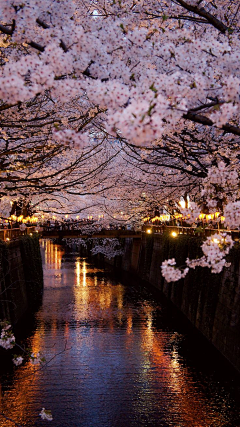 『沉眠』采集到sakura