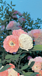 #摄影（花）#