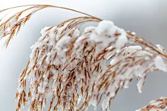 河边芦苇丛芦芛图片素材