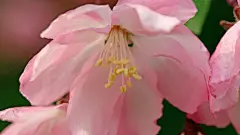 樱花图片壁纸桌面唯美