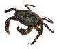 螃蟹PNG (2).png