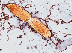 肠道细菌繁殖，TEM照片下载