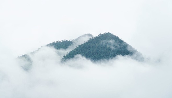 雾覆盖山上郁郁葱葱的树木  山脉 高空 ...