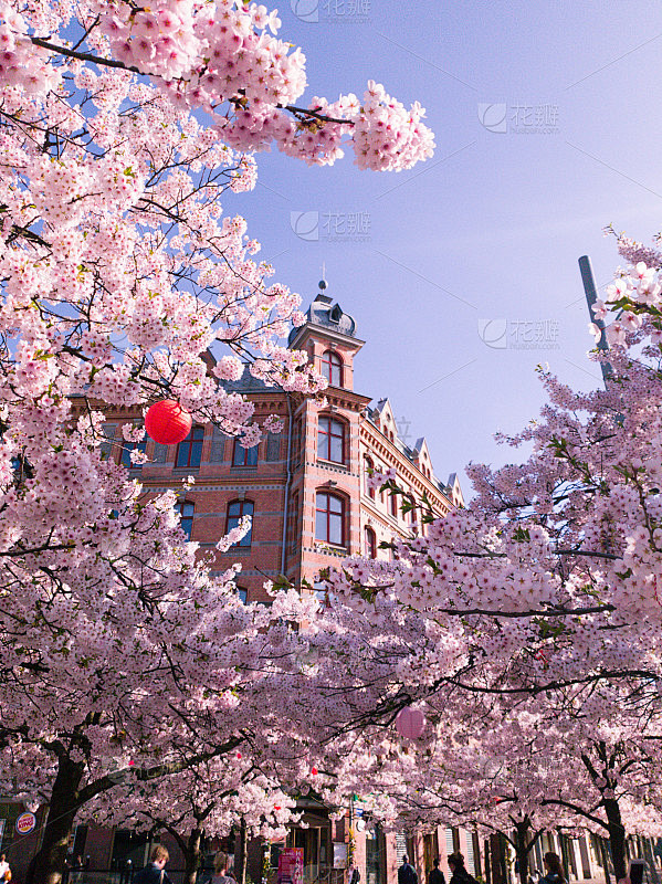 美丽的樱花和一个建筑在后面的背景