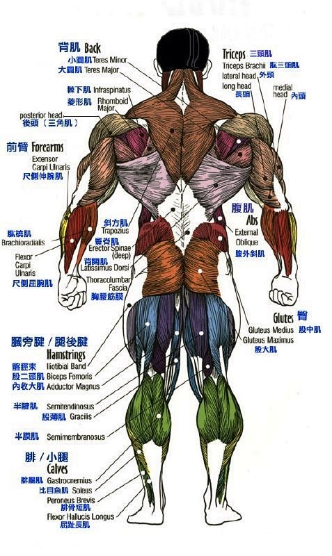 人物肌肉形态参考图两张~