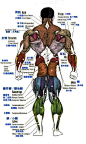 人物肌肉形态参考图两张~