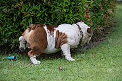 英国白斗牛犬在公园的绿草上小便，胖狗