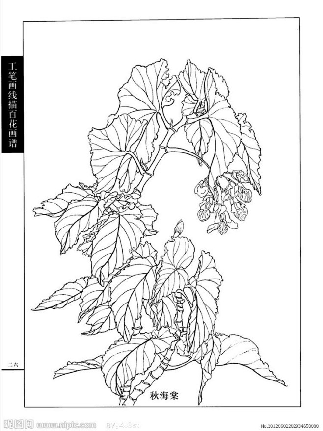 工笔白描花卉秋海棠