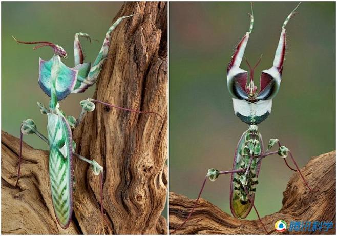 魔鬼花螳螂：这种花螳螂是有着绿色、蓝色和...