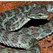 Trimeresurus truongsonensis ORLOV, RYABOV, THANH &amp; H CUC, 2004 长山竹叶青