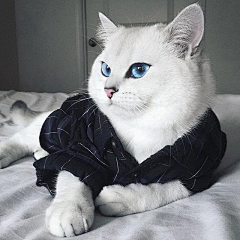 MZ教你完美搭配采集到毛小喵 猫