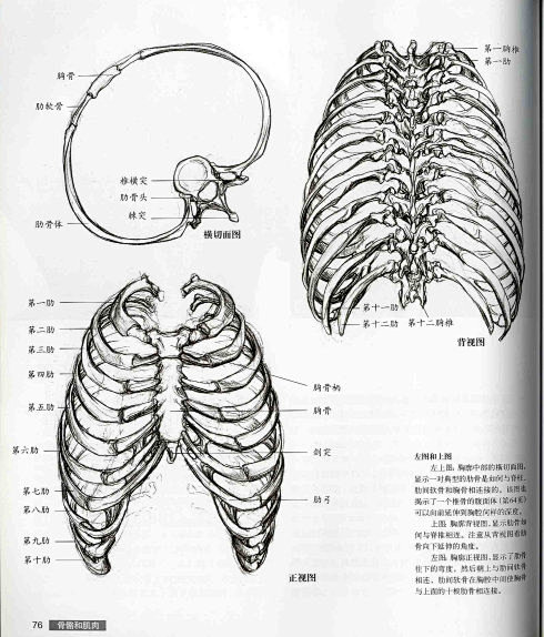 转载艺用人体解剖