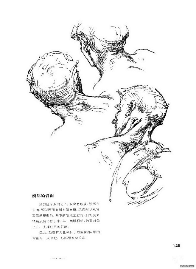 伯里曼 人体结构 绘画技法