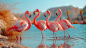 flamingo-3840x2160-pink-lake-25984