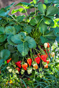 法国普罗旺斯，厨房花园，“迪利”草莓图片下载
