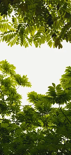 树叶 绿叶 手机壁纸
