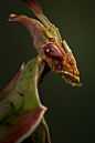 昆虫_摄影魔花螳螂学名“Idolomantis Diabolica”，有时也被人们称为“螳螂之