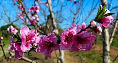 桃园里春暖花开，姹紫嫣红，壁纸，背景。