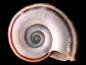 Giant Ramshorn Snail - (Linnaeus, 1758) - Marisa cornuarietis