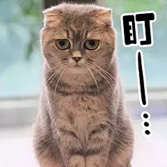 喵咪,表情包,委屈表情包,撒娇,斗图