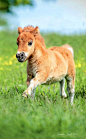 ~~Little Lotus | four-week old Miniature Shetland Boberg's Lotus | by MistanPhotography~~: 