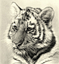 pencil drawing tiger cub: 